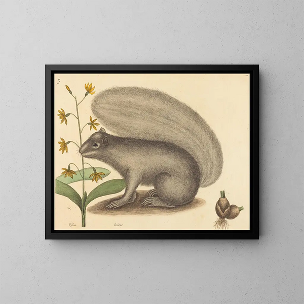 El ardilla gris - Mark Catesby — cuadro enmarcado en la pared