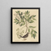 La Tourterelle terrestre Columba passerina - Mark Catesby — framed artwork on a wall