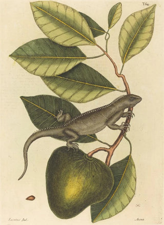 Mark Catesby - The Guana Lacerta Iguana.webp