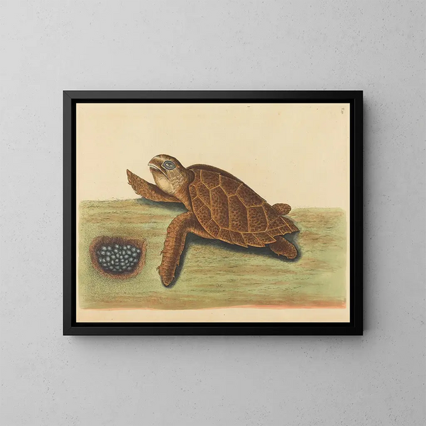 La tortuga imbricada - Mark Catesby — cuadro enmarcado en la pared