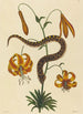 El Serpiente con Nariz de Cerdo Boa contortrix - Mark Catesby — vista de la obra