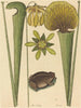The Land Frog Rana - Mark Catesby — artwork view