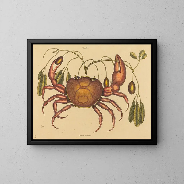 El cangrejo terrestre Cancer ruricola - Mark Catesby — cuadro enmarcado en la pared