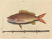 El sparus synagris - Mark Catesby — vista de la obra