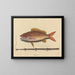 El sparus synagris - Mark Catesby — cuadro enmarcado en la pared