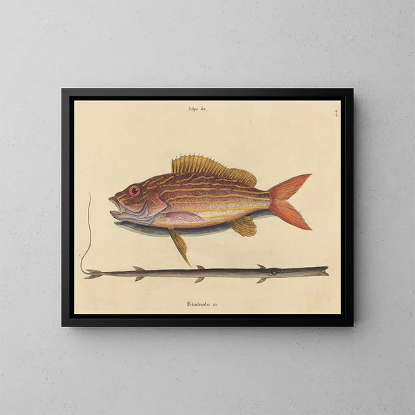 El sparus synagris - Mark Catesby — cuadro enmarcado en la pared