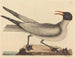 La gaviota reidora - Mark Catesby — vista de la obra