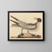 La gaviota reidora - Mark Catesby — cuadro enmarcado en la pared