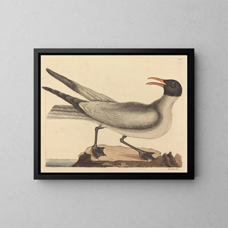Mark Catesby - The Laughing Gull Larus articilla.webp