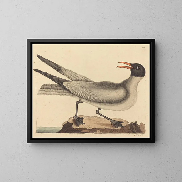 La gaviota reidora - Mark Catesby — cuadro enmarcado en la pared