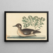 The Little Brown Duck, Anas rustica - Mark Catesby — framed artwork on a wall