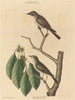 El pequeño mosquero marrón - Mark Catesby — vista de la obra