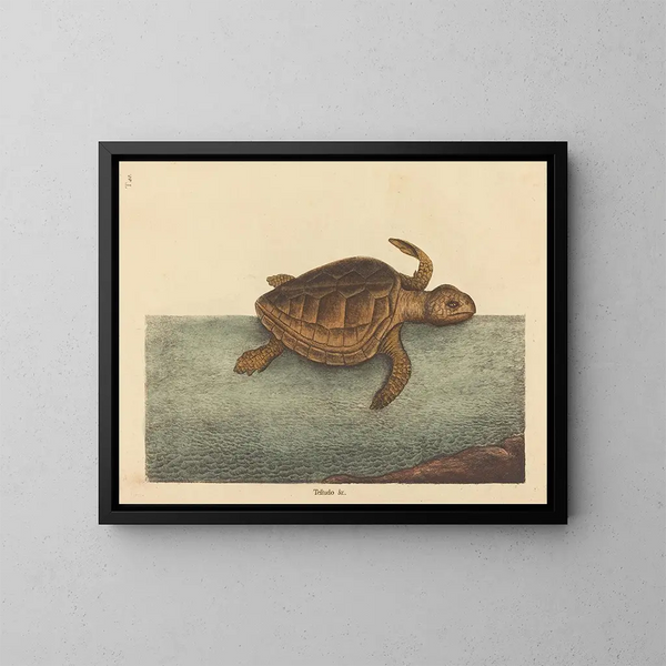 La tortuga caouanne Testudo cavanna - Mark Catesby — cuadro enmarcado en la pared