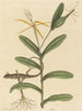 El lagarto de Lyon Lacerta 6-lineata - Mark Catesby — vista de la obra