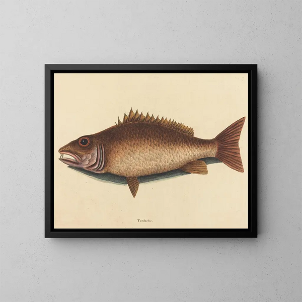 El vivaneau gris - Mark Catesby — cuadro enmarcado en la pared