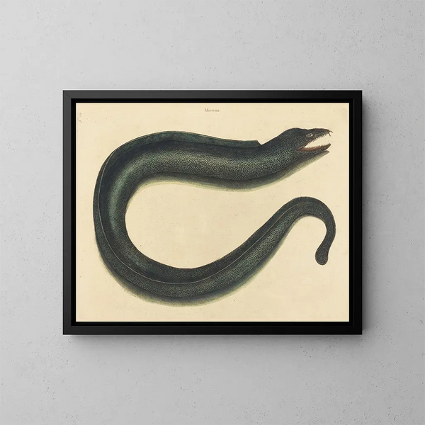 La morena helena - Mark Catesby — cuadro enmarcado en la pared