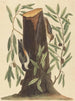 La Sittelle torchepot Sitta europaea - Mark Catesby — artwork view