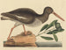 El ostrero pinto Haematopus ostralegus - Mark Catesby — vista de la obra