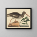 El ostrero pinto Haematopus ostralegus - Mark Catesby — cuadro enmarcado en la pared