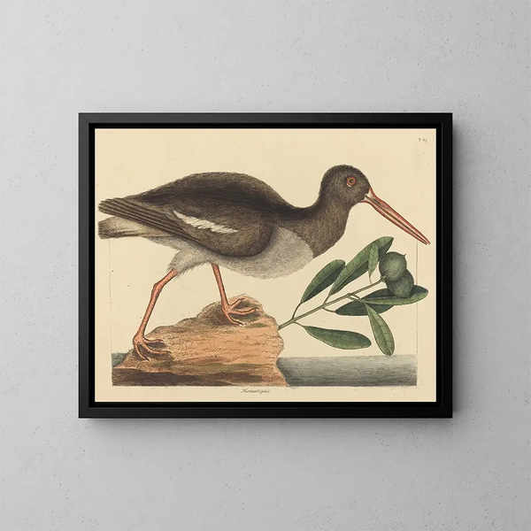 El ostrero pinto Haematopus ostralegus - Mark Catesby — cuadro enmarcado en la pared