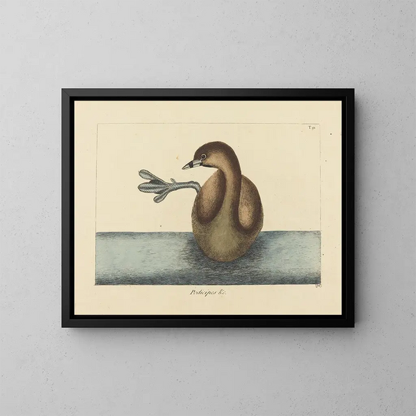 El zambullidor de pico bigarrado - Mark Catesby — cuadro enmarcado en la pared
