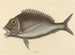 El Porgy Sparus chrysops - Mark Catesby — vista de la obra