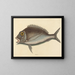 El Porgy Sparus chrysops - Mark Catesby — cuadro enmarcado en la pared