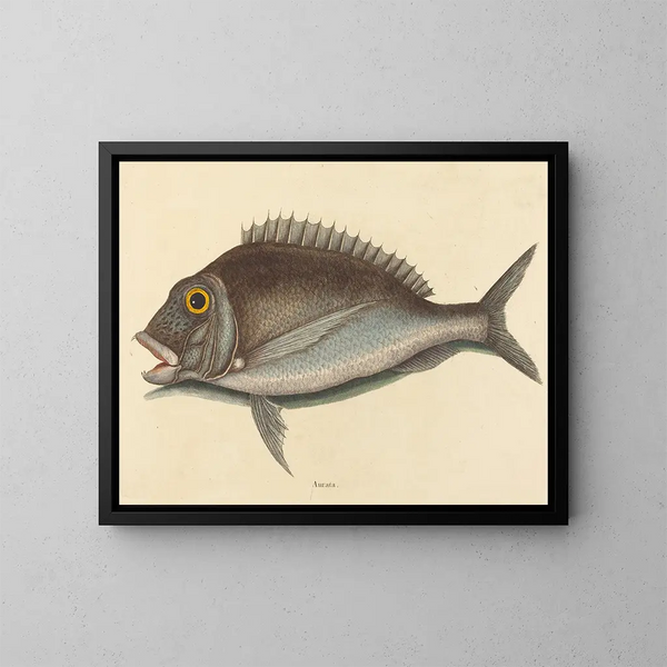 El Porgy Sparus chrysops - Mark Catesby — cuadro enmarcado en la pared