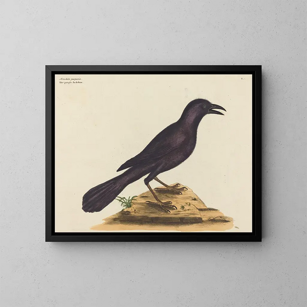 El cuervo violeta - Mark Catesby — cuadro enmarcado en la pared