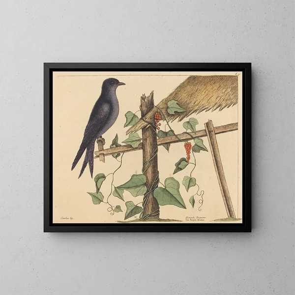 El mirlo púrpura - Mark Catesby — cuadro enmarcado en la pared