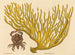 El cangrejo de pinzas rojas Cancer erythropus - Mark Catesby — vista de la obra