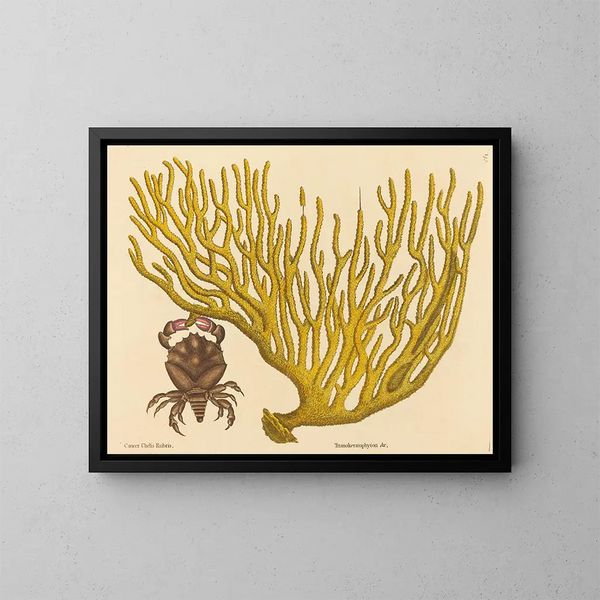 El cangrejo de pinzas rojas Cancer erythropus - Mark Catesby — cuadro enmarcado en la pared