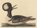 El pato con capucha - Mark Catesby — vista de la obra