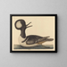 El pato con capucha - Mark Catesby — cuadro enmarcado en la pared
