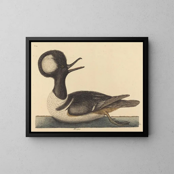 El pato con capucha - Mark Catesby — cuadro enmarcado en la pared