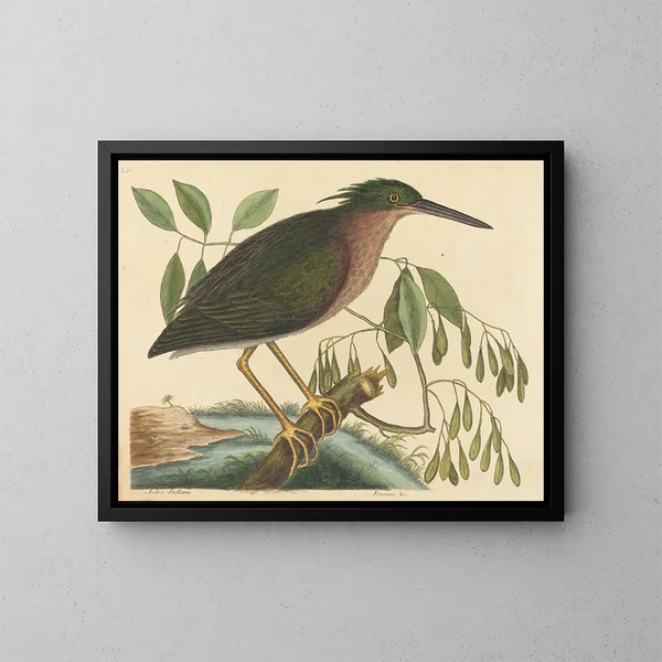 El pequeño martín - Mark Catesby — cuadro enmarcado en la pared