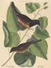 Le Towhe (Fringilla erythrophthalma) - Mark Catesby — vista de la obra