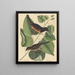 Le Towhe (Fringilla erythrophthalma) - Mark Catesby — cuadro enmarcado en la pared