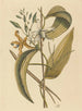 La vainilla Epidendrum vanelloe - Mark Catesby — vista de la obra