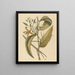 La vainilla Epidendrum vanelloe - Mark Catesby — cuadro enmarcado en la pared