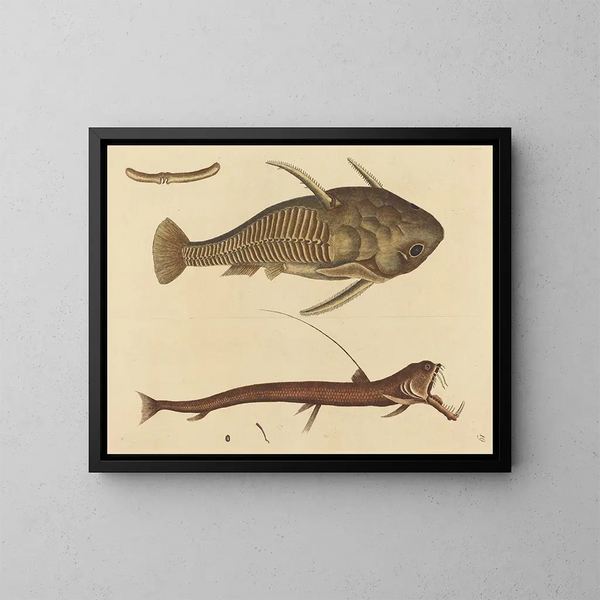 El siluro con boca de víbora - Mark Catesby — cuadro enmarcado en la pared