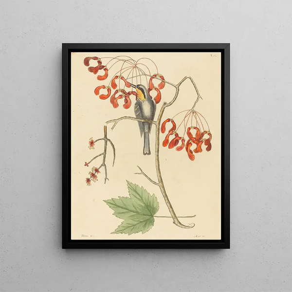 Mark Catesby - The Yellow Throated Creeper.webp