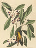 La mésange jaune - Mark Catesby — artwork view