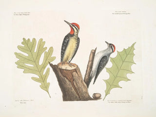 Mark Catesby - The Yellowbellied Woodpecker The smallest spotted Woodpecker White Oak The White Oak with sharp notches.webp