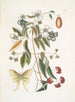 El Mariposa Nocturna con Cuatro Ojos - Mark Catesby — vista de la obra