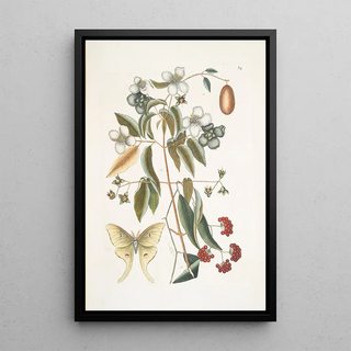 Mark Catesby - The foureyed Night Butterfly.webp