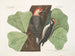 El pico de vientre rojo, el pico pelirrojo, el roble negro - Mark Catesby — vista de la obra