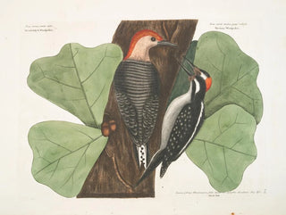 Mark Catesby - The red bellyd Woodpecker The hairy Woodpecker  Black Oak.webp
