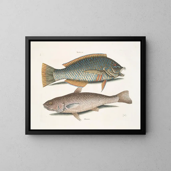 The Blackbird and the American Pudding, the Whiting of Carolina - Mark Catesby — framed artwork on a wall