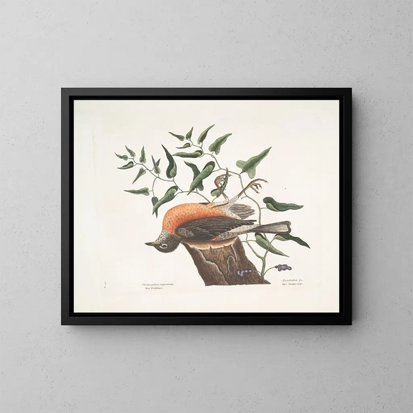 The blackbird of Caroline, the wormwood of Virginia - Mark Catesby — framed artwork on a wall